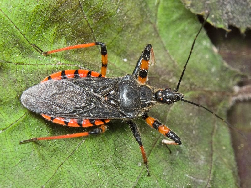 Rhynocoris annulatus (Linnaeus, 1758)